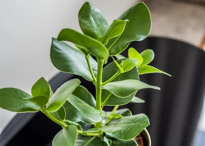 Dominikanska 9 Bed & Breakfast Poznań